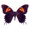 Papilio Cacicus Inca (F)