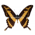 Papilio Thoas (M)