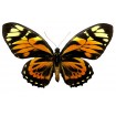 Papilio Zagreus Batesi (M)