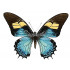 Papilio Androgeus (F)