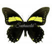 Papilio Aristeus Bitias (F)